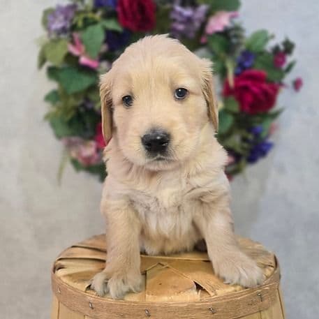 Hunter - Golden Retriever Male