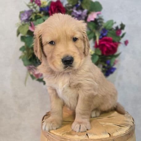 Holden - Golden Retriever Male