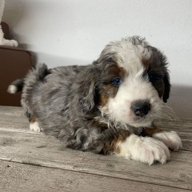 Ridge - Bernedoodle Male