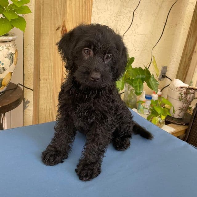 Balto - Labradoodle Male