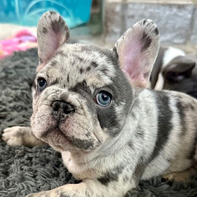 Cannon - French Bulldog Male