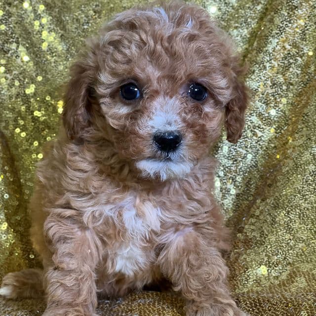 Celeste - Toy Poodle Female