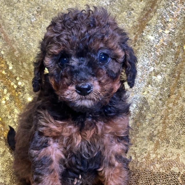 Calvin - Toy Poodle Male