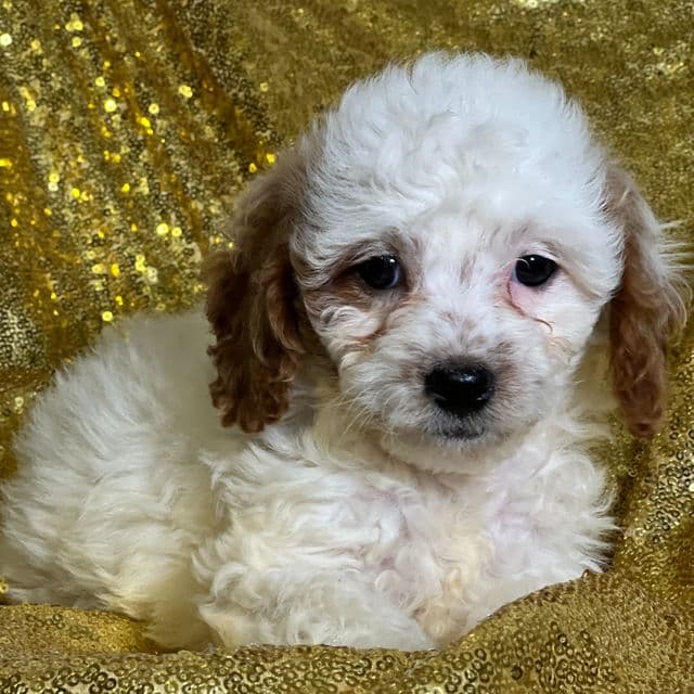 Parsley - Cavapoo Female