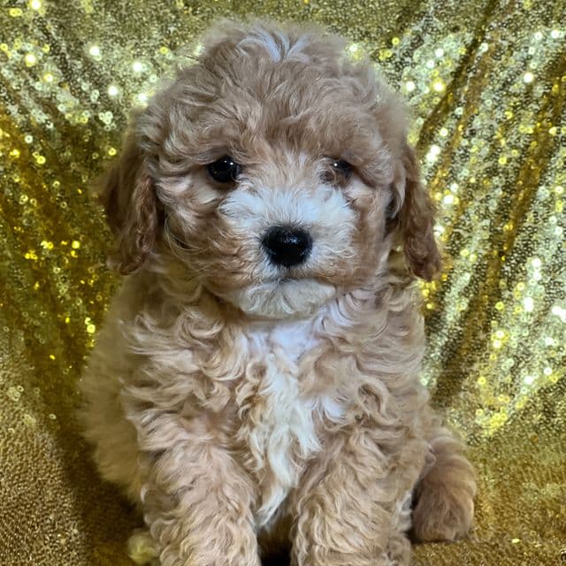 Paige - Cavapoo Female