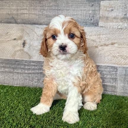 Cam - Cavapoo Male