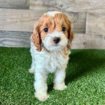 Clover - Cavapoo Female