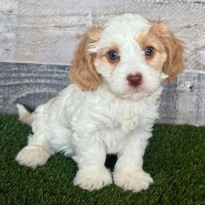 Walker - Cavapoo Male