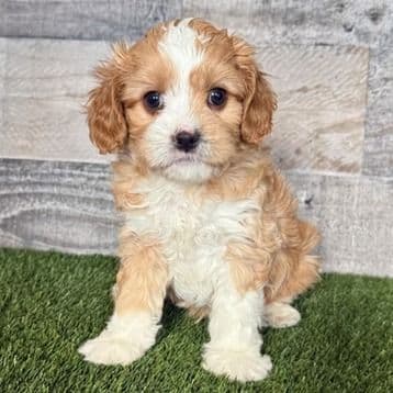 Carson - Cavapoo Male