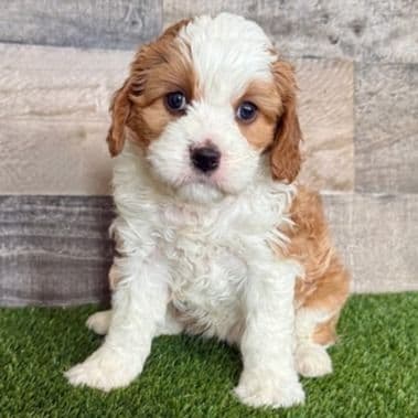 Cookie - Cavapoo Female