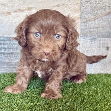 Woody - Cavapoo Male