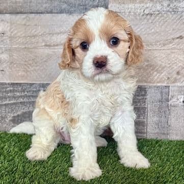 Charlotte - Cavapoo Female