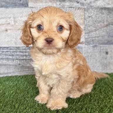Winnie - Cavapoo Female