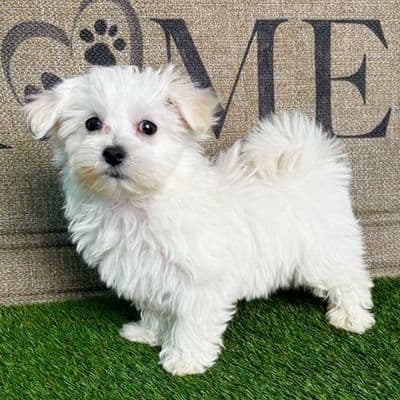 Maggie - Maltese Female