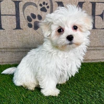 Mikey - Maltese Male