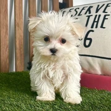 Melton - Maltese Male