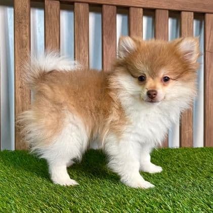 Gavin - Pomeranian Male