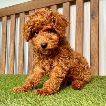 Rachel - Standard Poodle Female