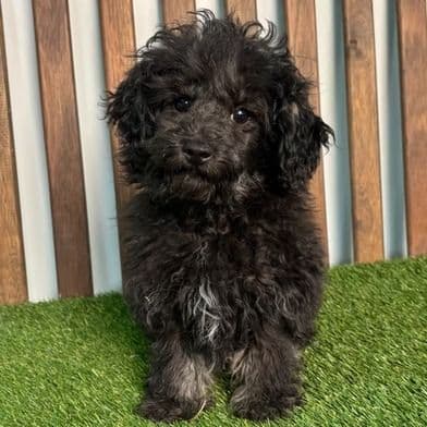 Perry - Standard Poodle Male