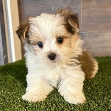 Nolan - Yorkshire Terrier Male