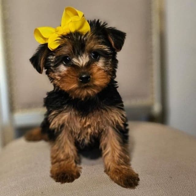 Prissy - Yorkshire Terrier Female