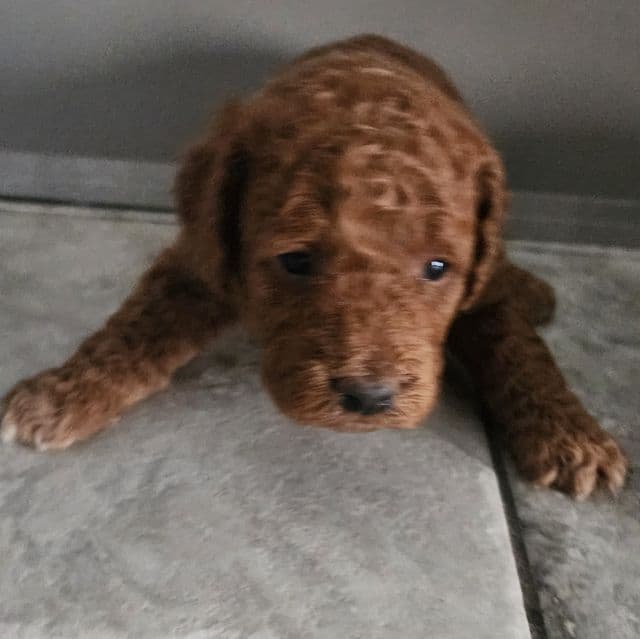 Mini f1b Winnie - Goldendoodle Female