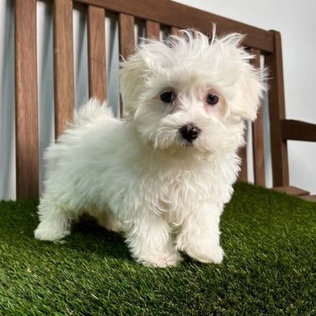Maurice - Maltese Male