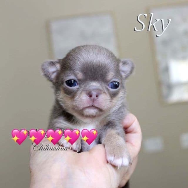 sky  - Chihuahua Male