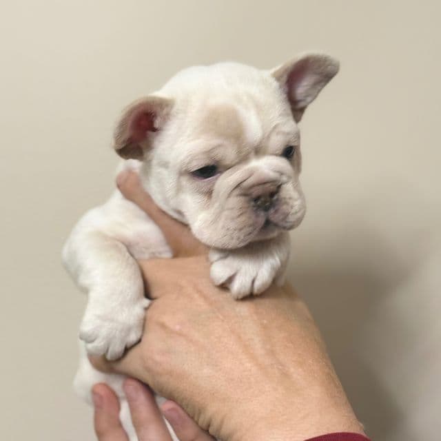 Prince Vanilla Pudding  - French Bulldog Male