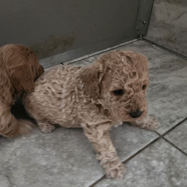 Mini f1b Hank - Goldendoodle Male
