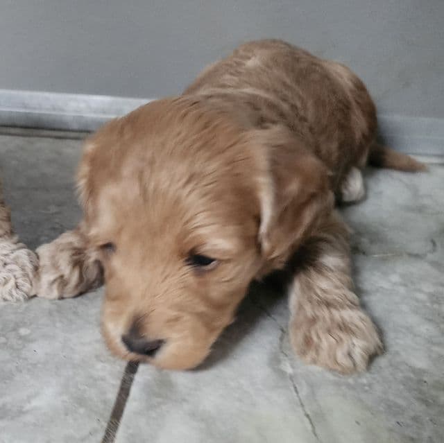 Mini f1b Frank - Goldendoodle Male