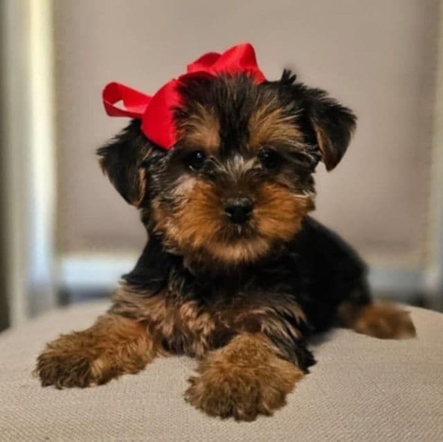 Miley - Yorkshire Terrier Female