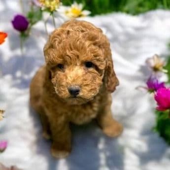 Elizabeth - Toy Poodle Female