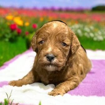 Kim - Goldendoodle Female