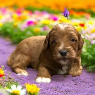 Billy - Goldendoodle Male