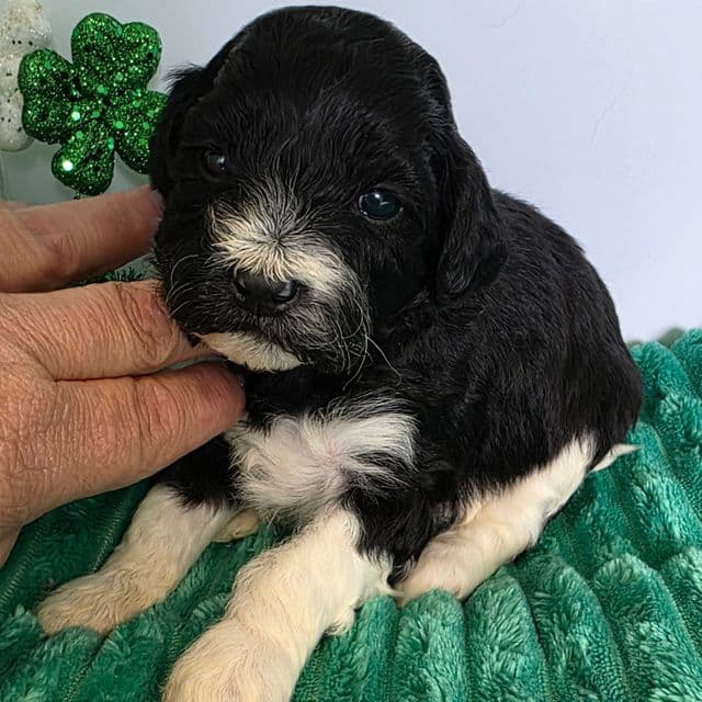 Enzo- mini - Portidoodle Male