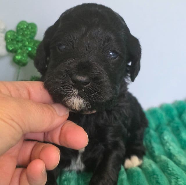 Mijo- mini - Portidoodle Male