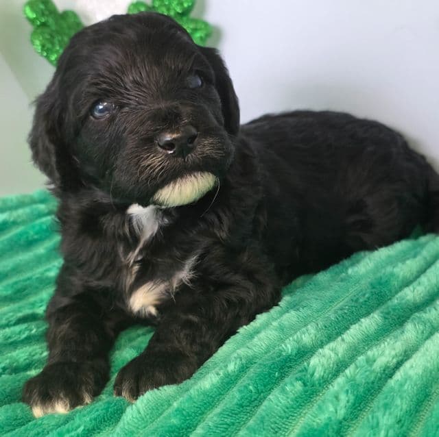 Bubbles- mini - Portidoodle Male