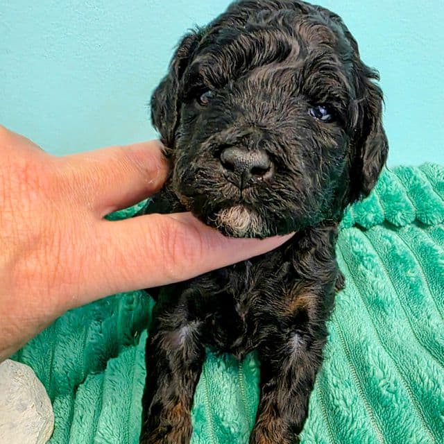 Baloo- mini - Portidoodle Male