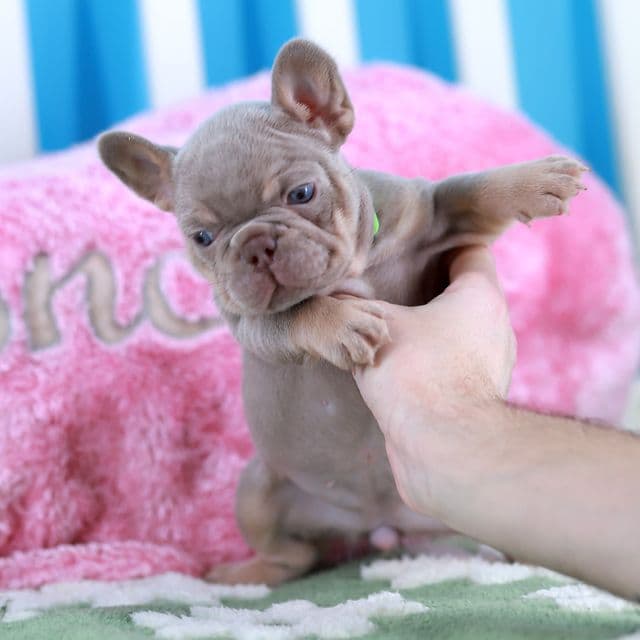 Olympia  - French Bulldog Female
