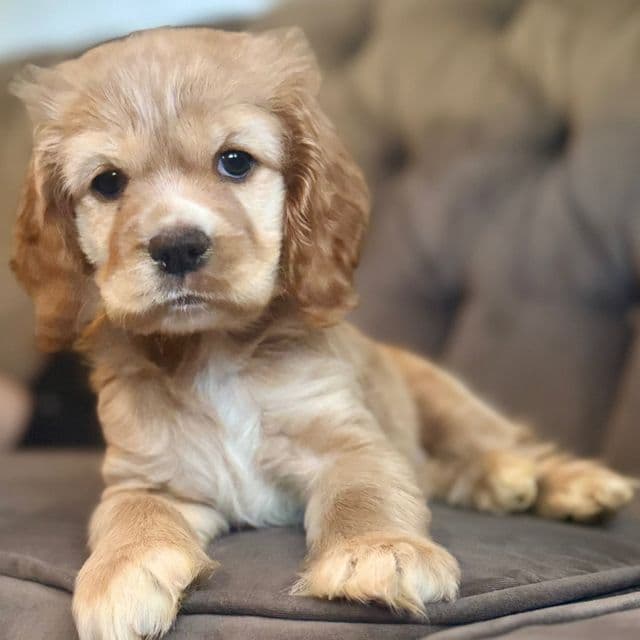 Sophie - Cocker Spaniel Female