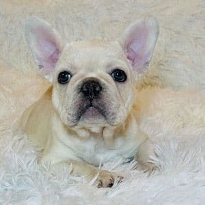 Coco - French Bulldog Female
