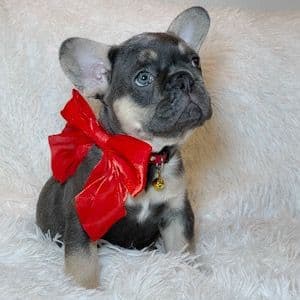Cooper - French Bulldog Male
