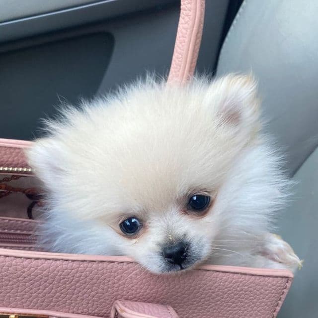 Pending - Pomeranian Female