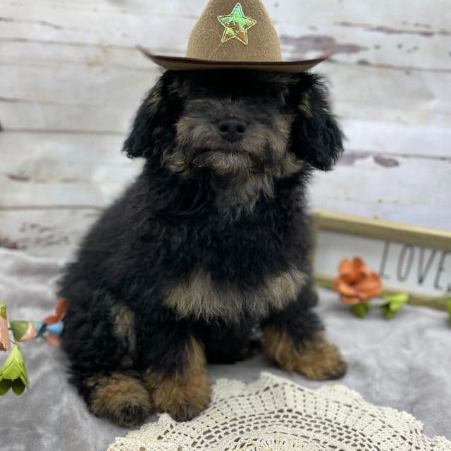 Thatcher - Toy Poodle Male