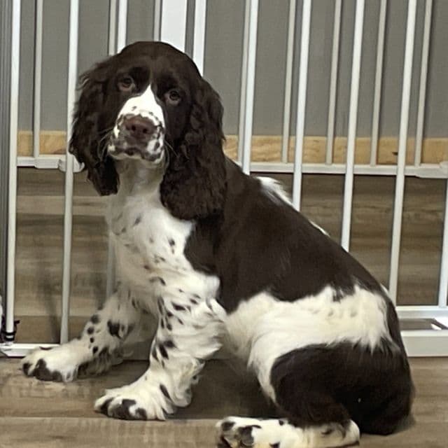 Hope - English Springer Spaniel Female