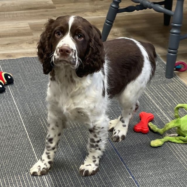 Hannah - English Springer Spaniel Female