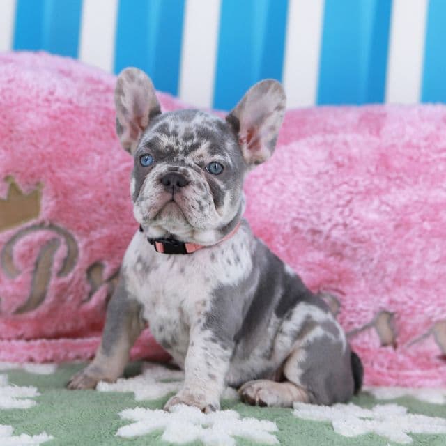 Patricia - French Bulldog Female