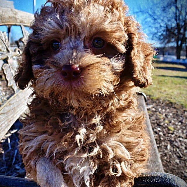 Winston - Havapoo Male