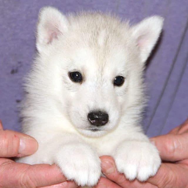Mercury - Siberian Husky Female